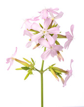 Soapwort ( Saponaria Officinalis)