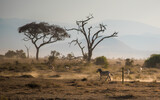 Fototapeta  - The zebra runs in clouds of dust against the backdrop of large acacia trees in the wild African savannah