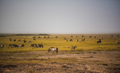 Wall Mural - A herd of zebras and wildebeest in the wetlands of the wild African savannah in Amboseli National Park