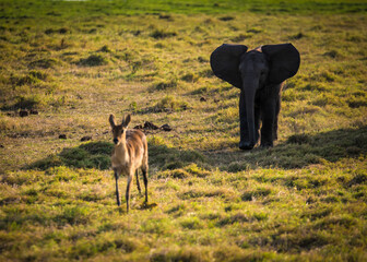 Wall Mural - A baby elephant chases an antelope in the wild African savannah