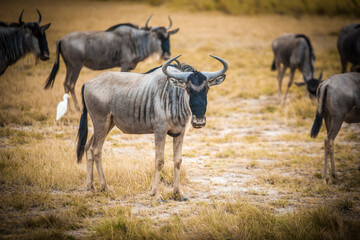 Wall Mural - A herd of wildebeest in the wild African savannah - Amboseli 