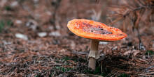 Beautiful Fly Agaric Mushroom In The Wood In Autumn Time. Poisoned Orange Amanita In Forest In Fall Closeup With Blurred Background
