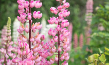 Pink Lupins Flowers In The Garden
