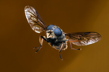 fly on a leaf