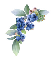 Blueberry branch (sprig) with berries and green leaves hand painted in watercolor isolated on a white background. Watercolor illustration. Blueberry. 	