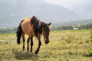 horse in the meadow