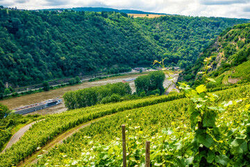 Wall Mural -  Rheinwein-Anbaugebiet an der Loreley bei Sankt Goar