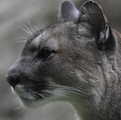 portrait of a cat