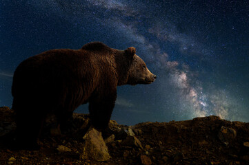 Beautiful night landscape with bear and the Milky Way galaxy