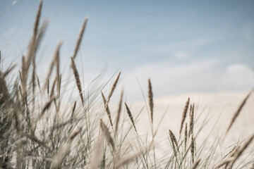 Naklejka na meble Summer in the sand dunes and at the North Sea in Denmark. Sea, Nordic light, grass, straw and sandunes.