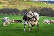 Animal ferme vache 534