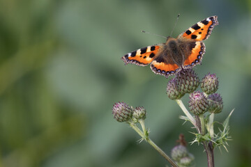 Wall Mural - butterfly on flower