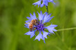 Bienenfreundliche Pflanzen mit bunten Blüten, Bienenweide mit Bienen, Hummeln
