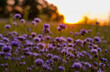 Wildblumenwiese Sonnenuntergang
