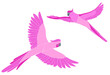 Pink exotic parrots in flight. Vector illustration