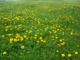 Poster - Dandelions on a green meadow