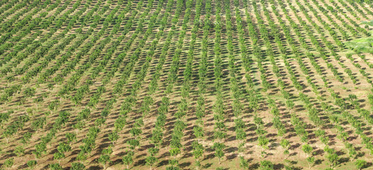 Wall Mural - Field of green mango trees on farm in Thailand.agricultural landscape.Top view