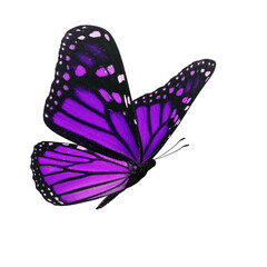 Wall Mural - Beautiful purple monarch butterfly