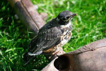 juvenile robin on a shovel