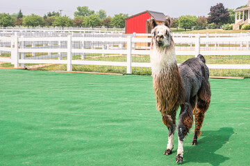  Closeup portrait of Llama on a farmland