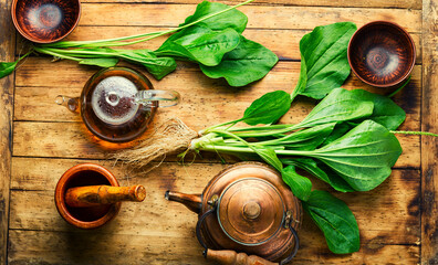 Wall Mural - Plantain in herbal medicine