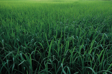 The green rice fields will soon be out of the paddy fields 