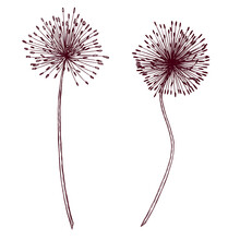 Black Wild Onion Flower, Rustic Wedding Design Element, Dried Flowers Image, Black Summer Botanical Drawing, Meadow Flower Sketch
