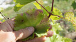 Alternaria on leaves of grapes as yellow red spots, plant affected by fungal disease alternariosis