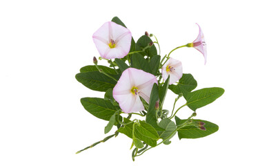 meadow bindweed isolated