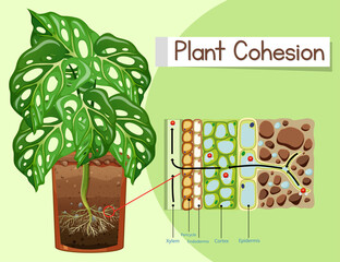 Wall Mural - Diagram showing Plant Cohesion