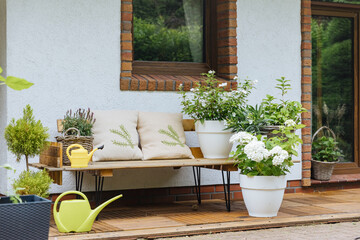 Wooden bench next to a farmhouse in the country. Lots of pots of white hydrangea outside in the garden, next to the house. Flowers in the pot outside in summer. 