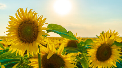 Wall Mural - sunflower field in the afternoon