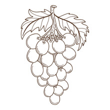 A Bunch Of Grapes With Leaves. The Symbol Of The Harvest. Autumn Theme. Design Element With Outline. Doodle, Hand-drawn. Black White Vector Illustration. Isolated On A White Background