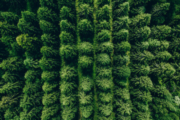 Wall Mural - Aerial view of green summer forest with spruces