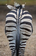 Bottom detail of zebras animal