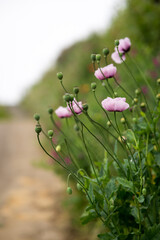 Wall Mural - Vertical shot of blooming purple poppies in Tenerife island, Spain