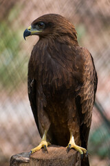 Poster - Beautiful shot of a majestic steppe eagle (Aquila nipalensis) on blurred background of grid fence