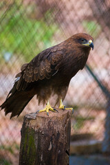 Sticker - Beautiful shot of a majestic steppe eagle (Aquila nipalensis) on blurred background of grid fence