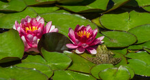 Frog Rana Ridibunda Sits On Leaves Of Red Water Lily Or Lotus Flower Attraction In The Pond Of Arboretum Park Southern Cultures In Sirius (Adler) Sochi.