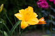 Liliowiec żółty w domowym ogrodzie