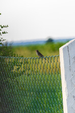 Sparrow On A Green Wire Fence With A Blurred Background