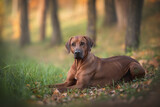 Fototapeta  - A male Rhodesian Ridgeback lying on the green grass against the background of a bright autumn landscape