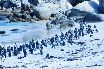 Sticker - Closeup of African penguins walking on the Boulders Beach area of South Africa during daylight