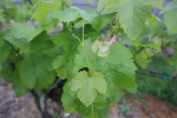 Poster - Selective focus shot of green grapevine leaves on the Hawaiian island of Kona