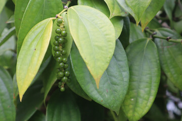 Sticker - Coffee cherries on a coffee tree in Kona Coffee Belt on the Hawaiian Island of Hawaii, USA