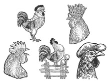 Rooster Cock Set Line Art Sketch Engraving Vector Illustration. T-shirt Apparel Print Design. Scratch Board Imitation. Black And White Hand Drawn Image.