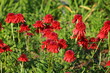 Czerwone kwiaty jeżówki odmiany 'Eccentric'