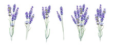 Watercolor Elements Of Blooming Lavender. Set Garden Flowers. Collection Botanic Illustration Leaves, Flower And Branches.