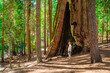 A young man stands among huge trees and looks at a giant redwood tree in the forest, Sequoia National Park, USA