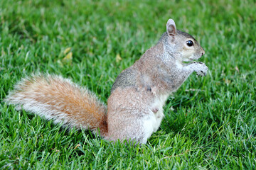 Sticker - Cute Eastern gray squirrel in the forest eating nuts while sitting on the grass